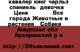  кавалер кинг чарльз спаниель -девочка › Цена ­ 45 000 - Все города Животные и растения » Собаки   . Амурская обл.,Архаринский р-н